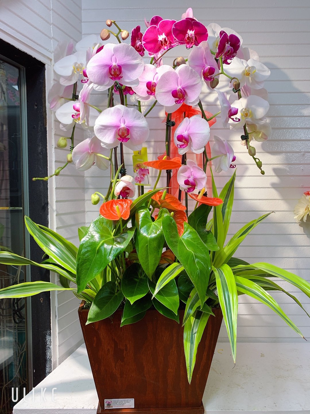 Orchid Arrangement 05 Kimanh Flowers