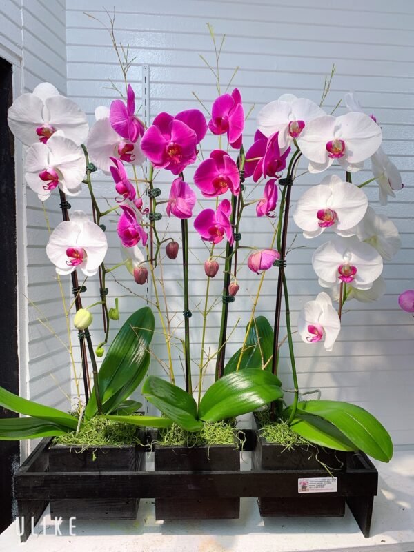 Orchid Arrangement 06 Kimanh Flowers
